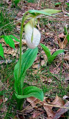 White Moccasin-flower.jpg